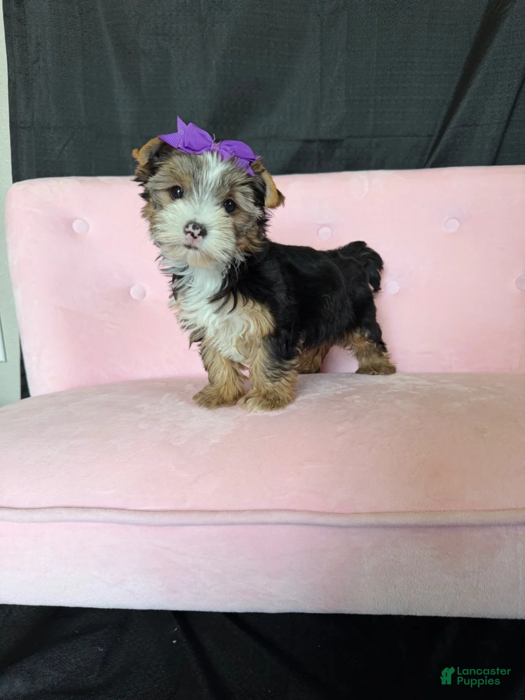 Yorkshire Terrier dogs for sale: Sweet Parti Girl Bambi - Ad 1