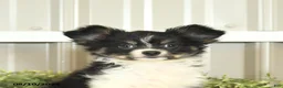 Papillon dogs for sale: Mitch - Ad 10