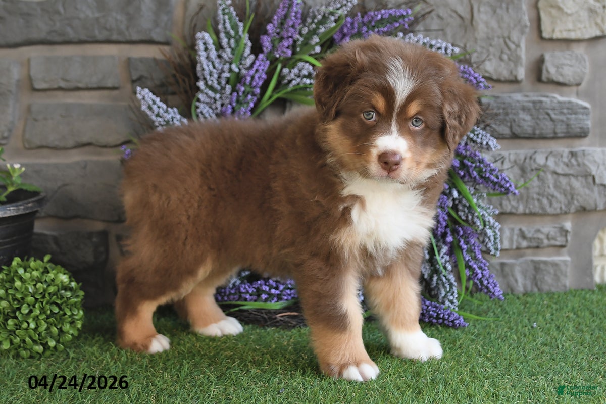 Australian Shepherd dogs Princess - Ad 1
