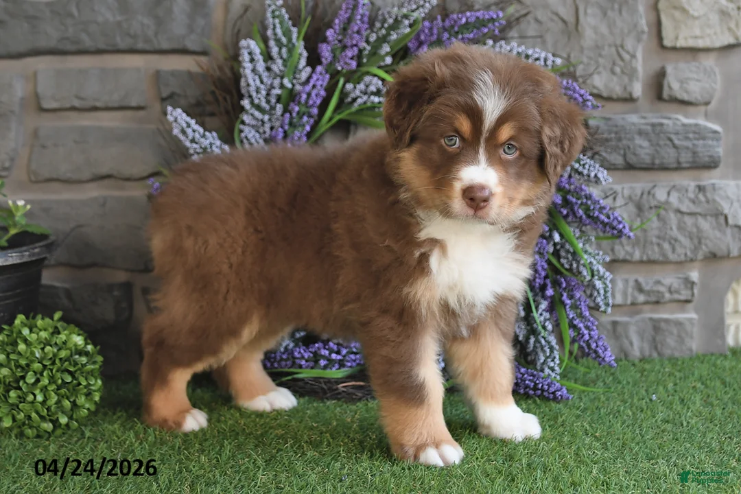 Australian Shepherd dogs for sale: Princess - Ad 1