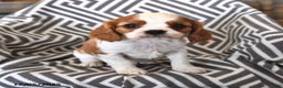 Cavalier King Charles Spaniel dogs for sale: Peanut  - Ad 2