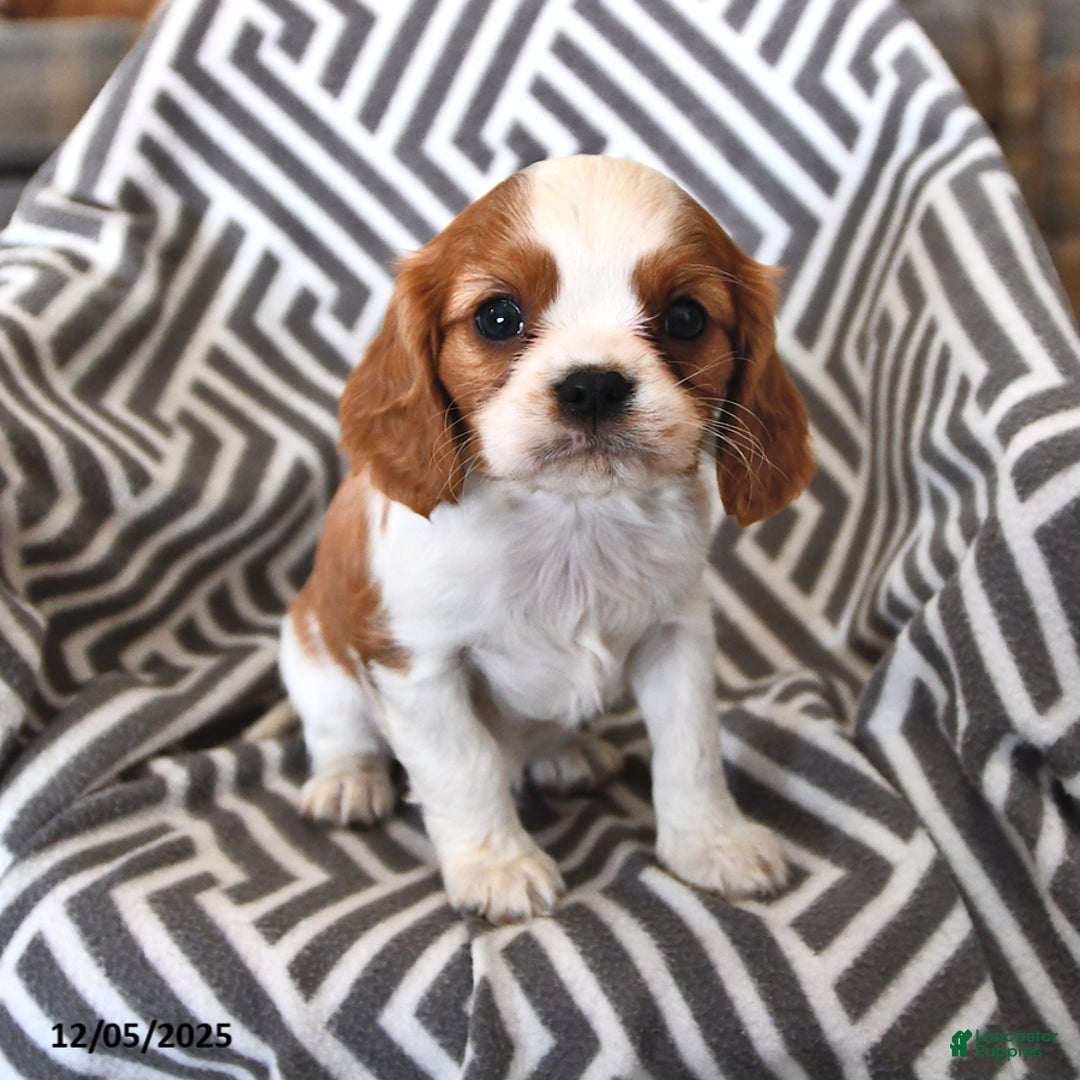 Cavalier King Charles Spaniel dogs for sale: Peanut  - Ad 2