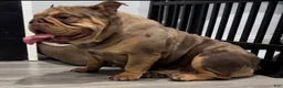 English Bulldog dogs for sale: Juice  - Ad 4