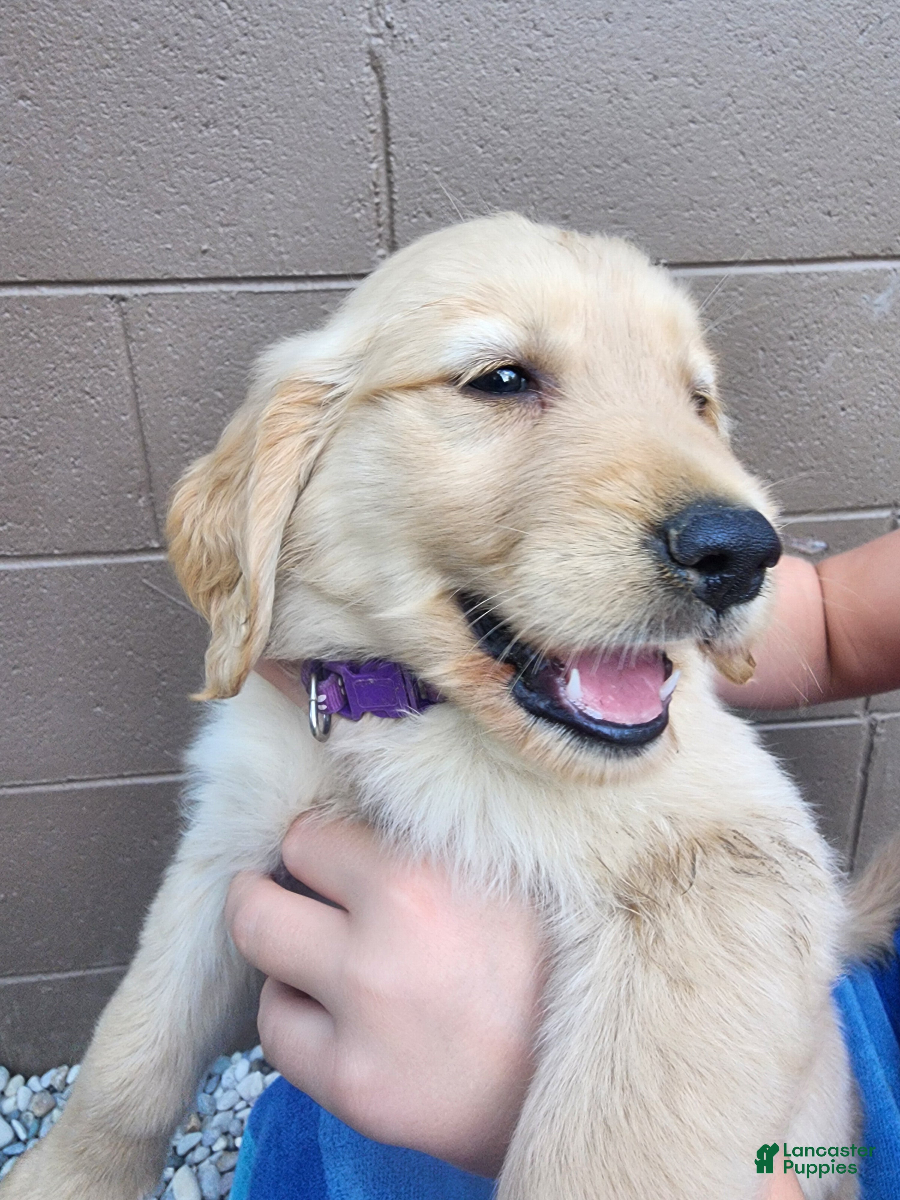 Golden Retriever dogs AKC Cinnamon - Ad 2