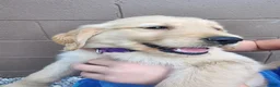Golden Retriever dogs for sale: AKC Cinnamon - Ad 2