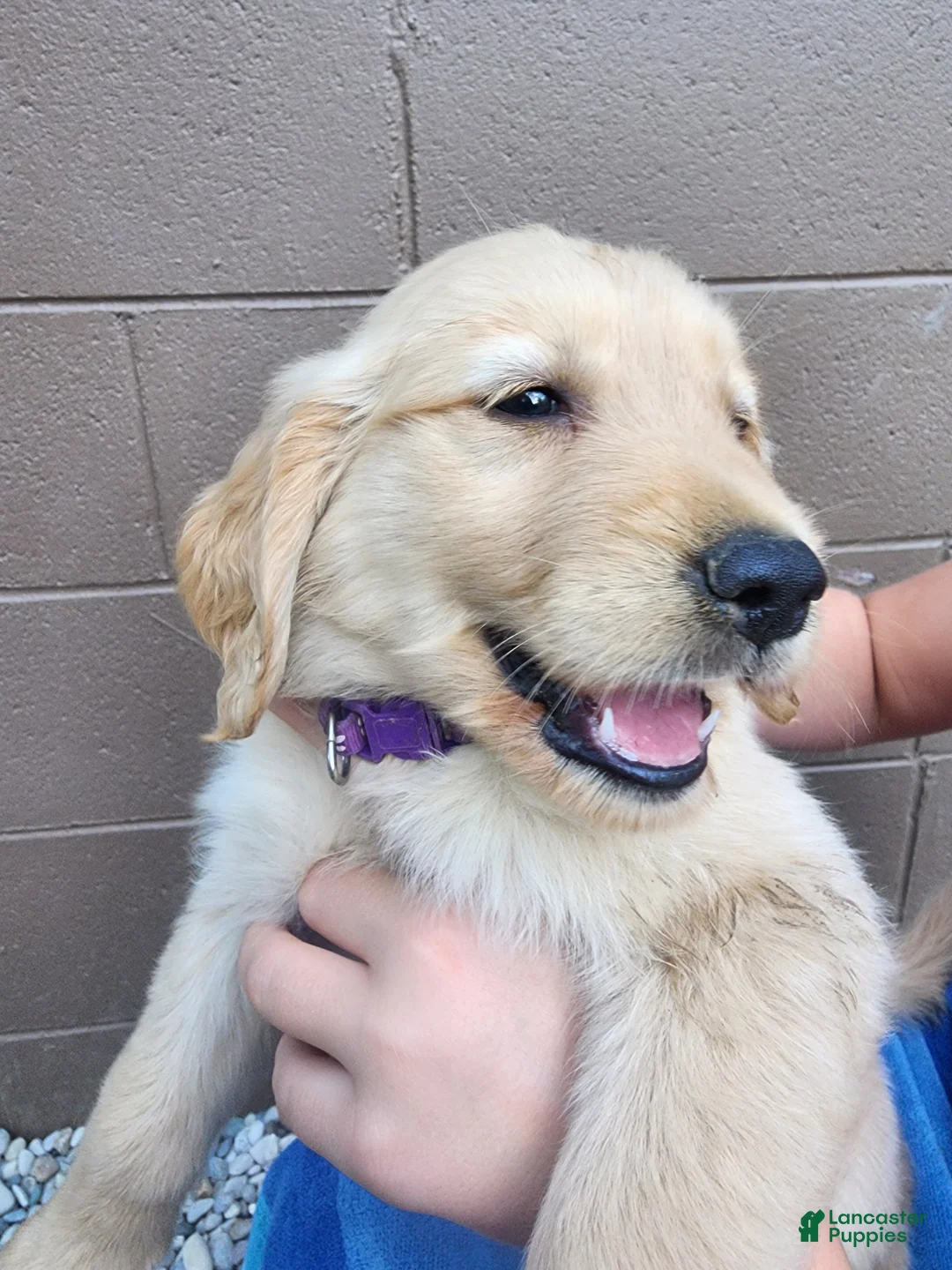 Golden Retriever dogs for sale: AKC Cinnamon - Ad 2