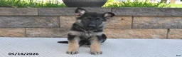 German Shepherd dogs for sale: Ozzie - Ad 3