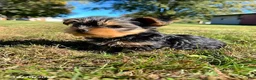 Yorkshire Terrier dogs for sale: Teddy - Ad 4
