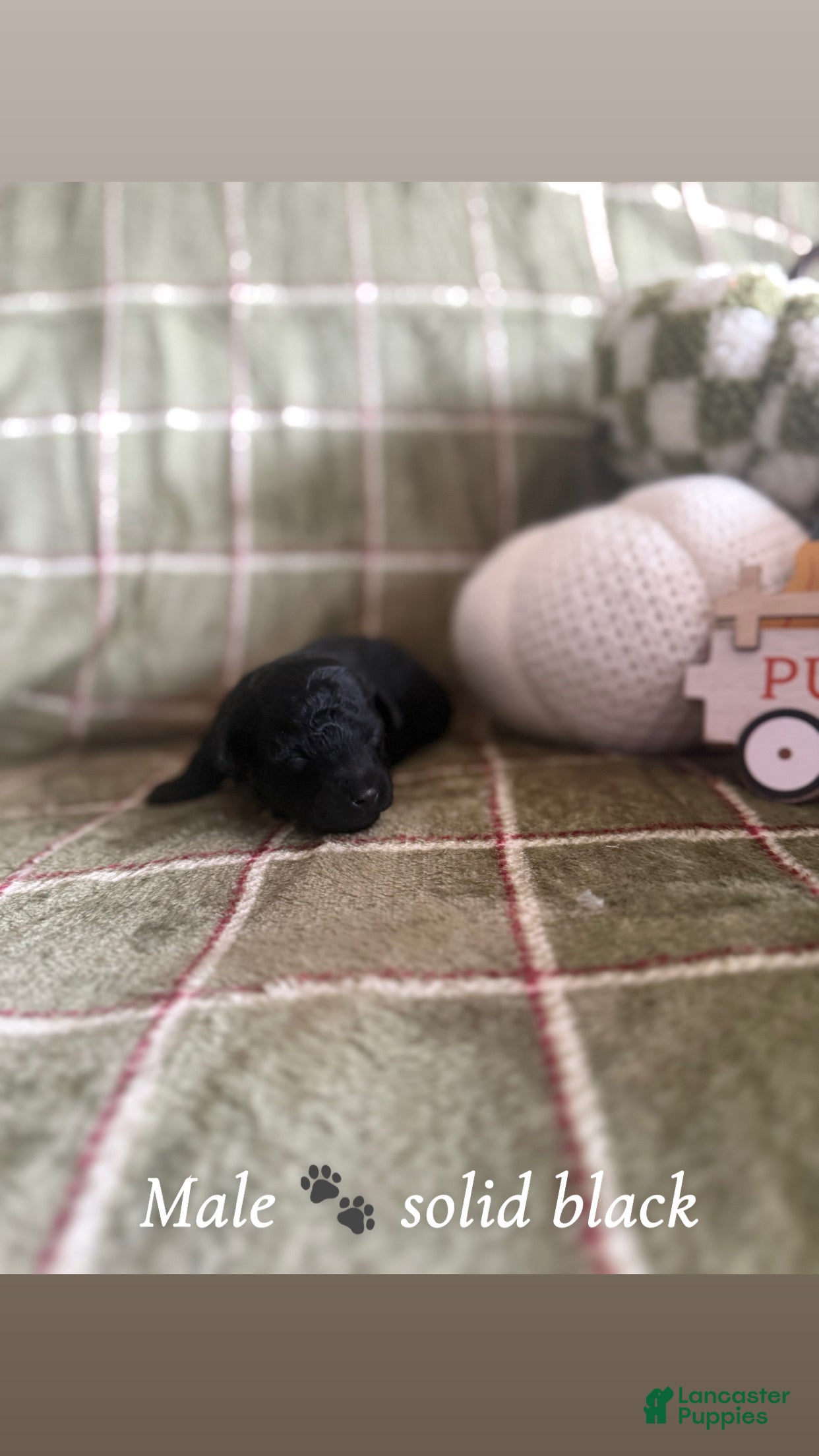 Miniature Poodle dogs Miniature Poodle 1 - Ad 38