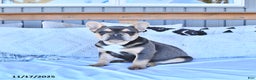 French Bulldog dogs for sale: Archie - Ad 1