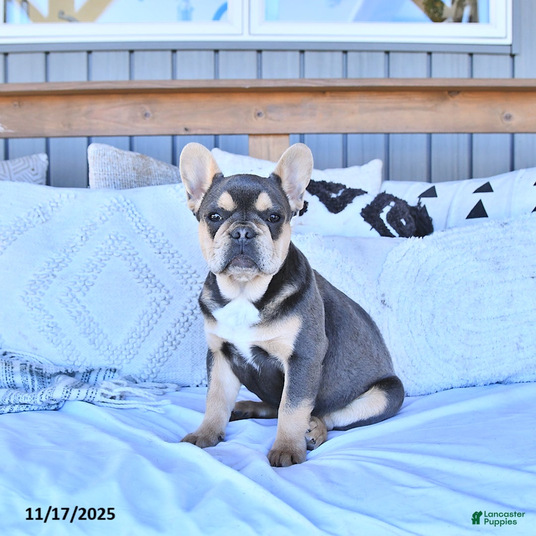 French Bulldog dogs for sale: Archie - Ad 1