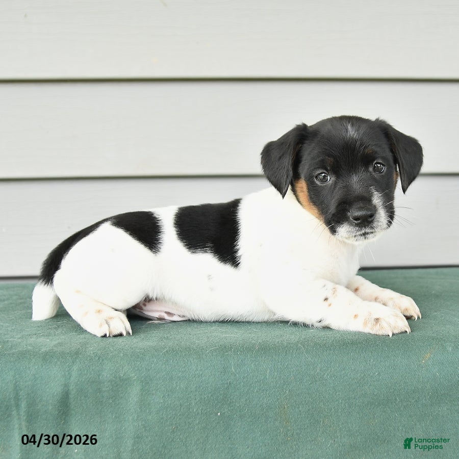 Jack Russell Terrier dogs Fergus - Ad 2