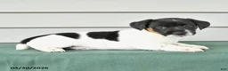 Jack Russell Terrier dogs for sale: Fergus - Ad 2