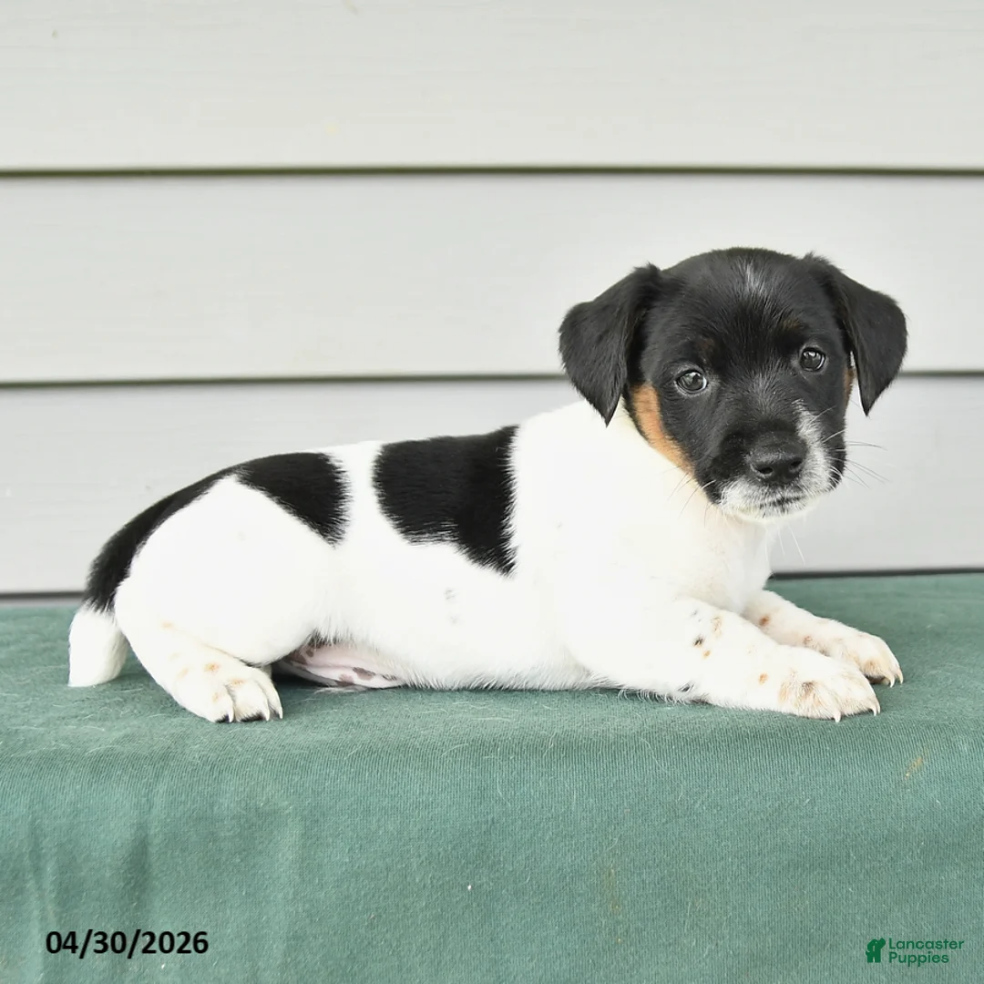 Jack Russell Terrier dogs for sale: Fergus - Ad 2