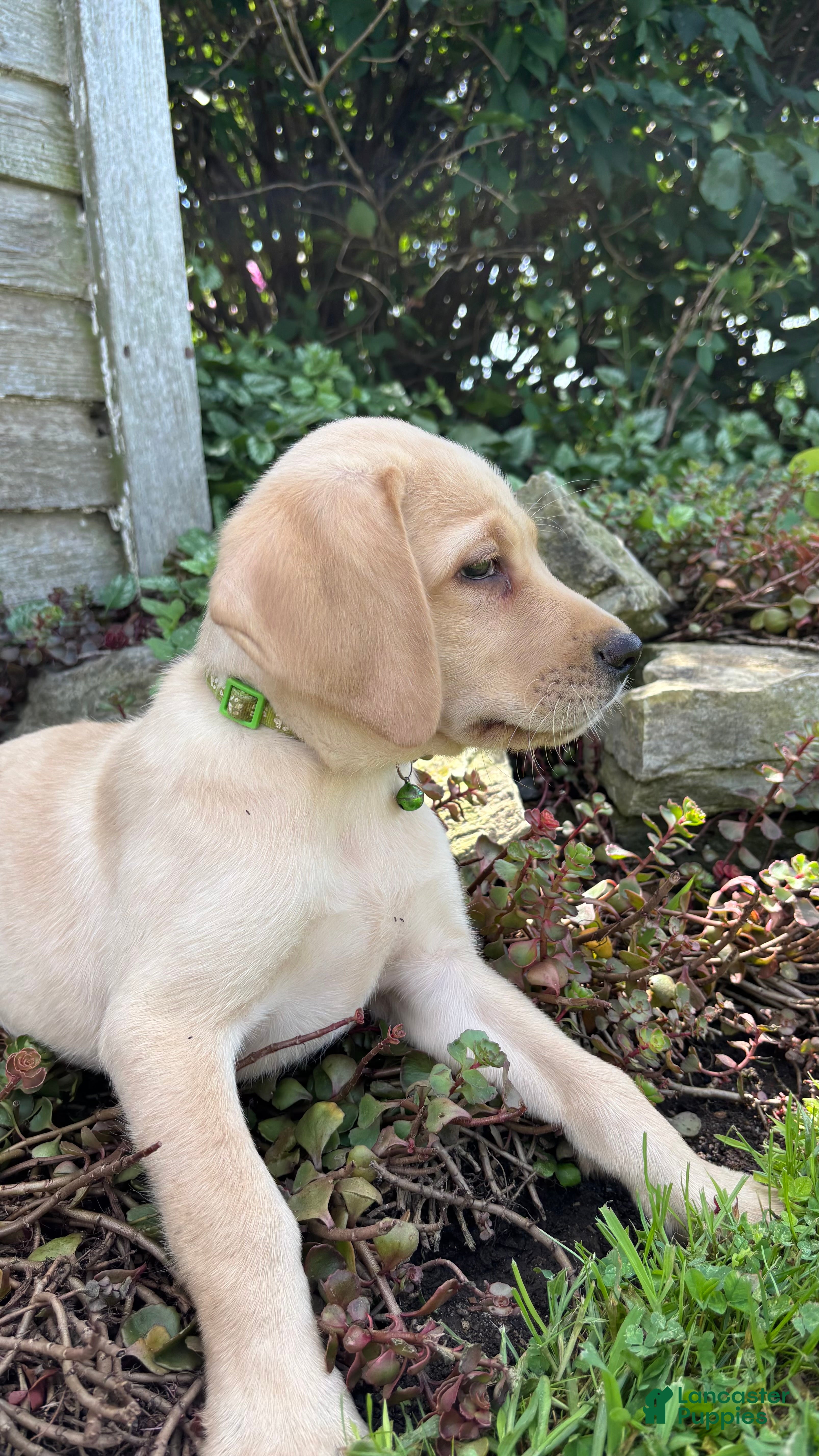 Labradoodle dogs Kavik  - Ad 1