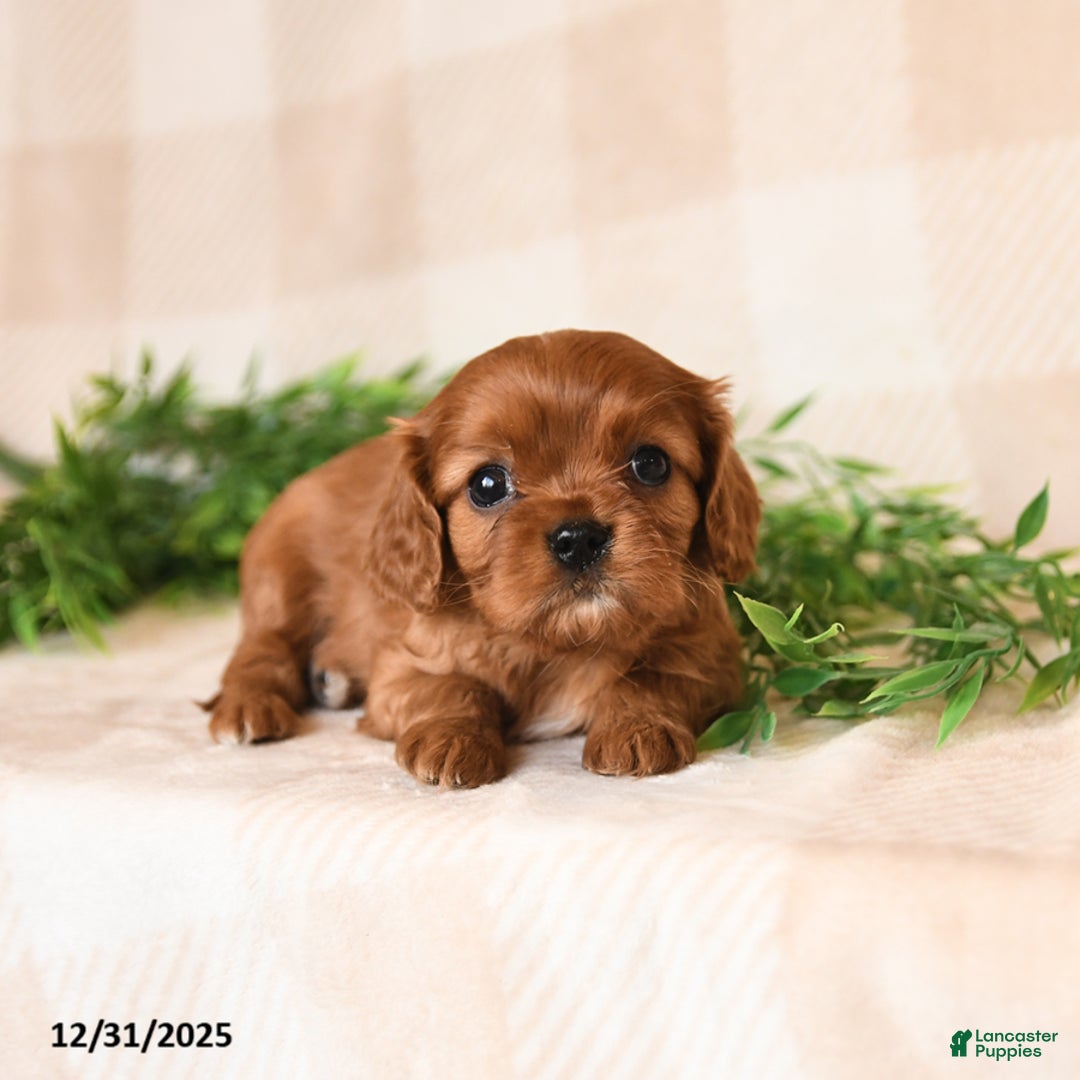 Cavalier King Charles Spaniel dogs for sale: Sailor - Ad 3