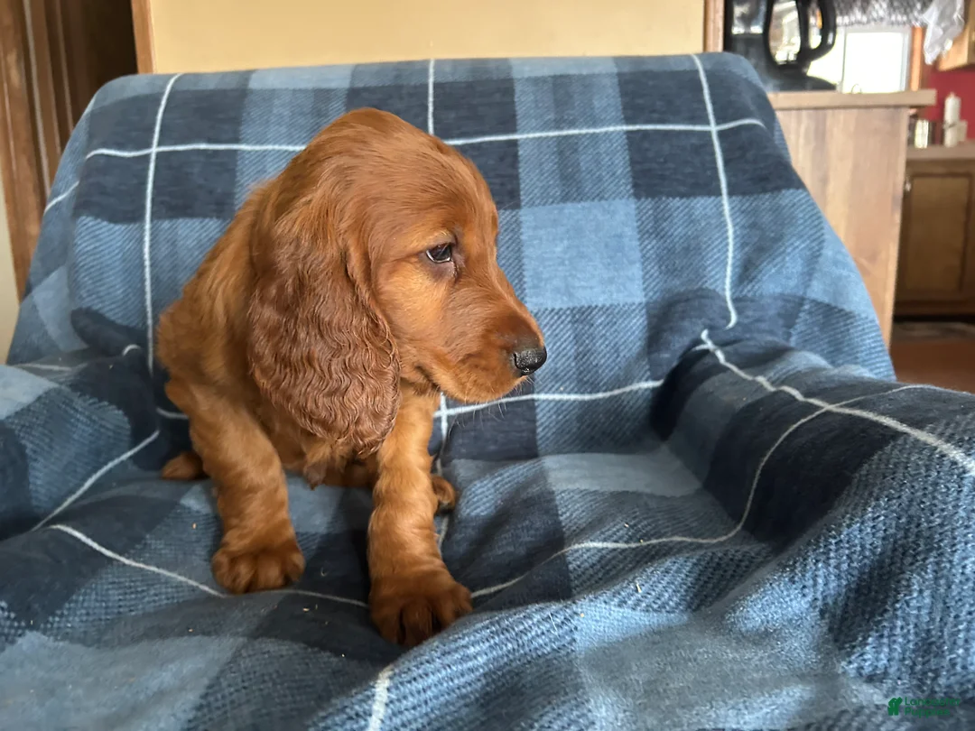 Irish Setter dogs for sale: Irish Setter male black collar - Ad 2