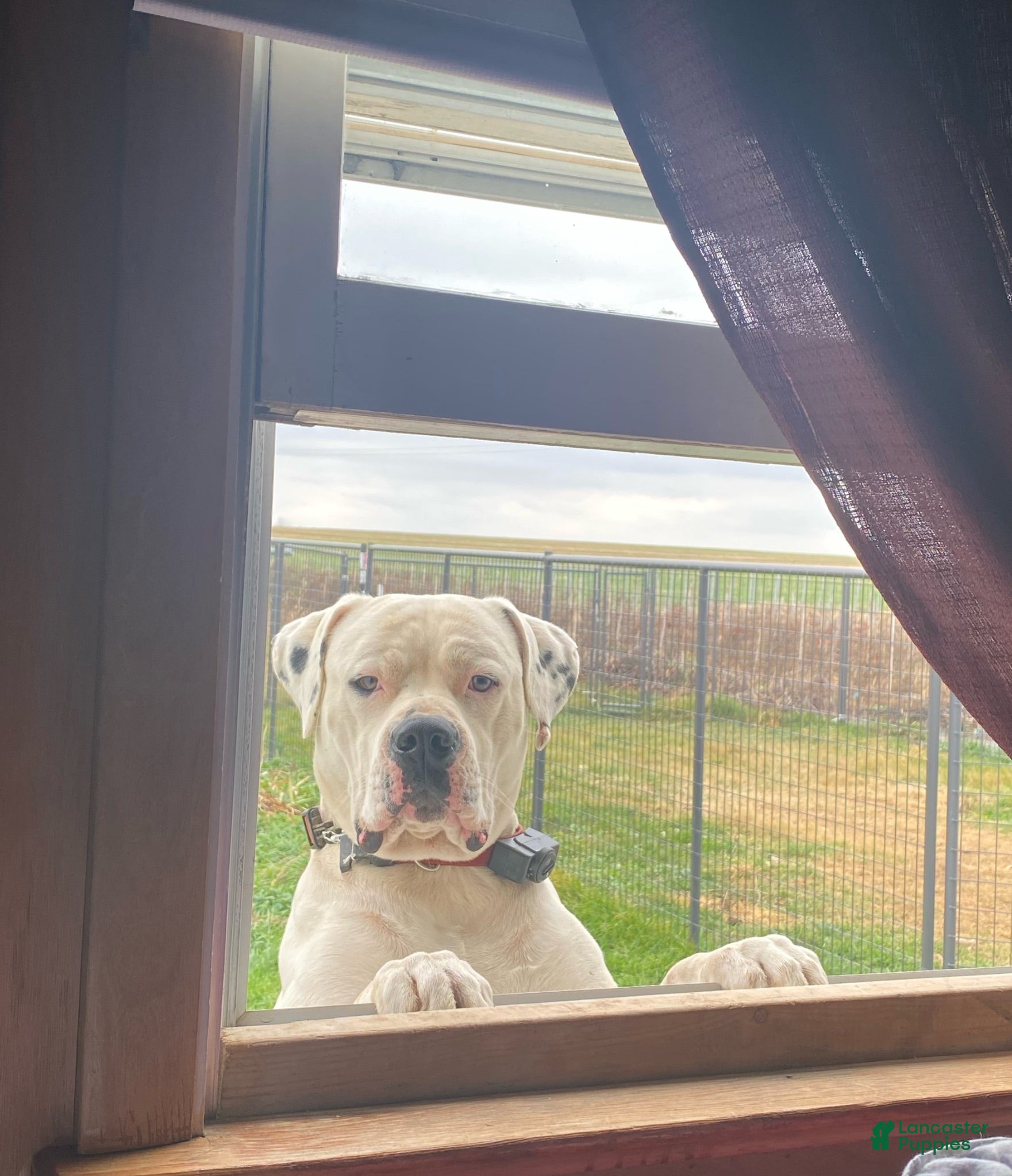 American Bulldog dogs First - Ad 2