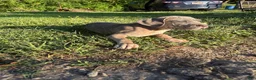 Cane Corso dogs for sale: Cane Corso 1 - Ad 9