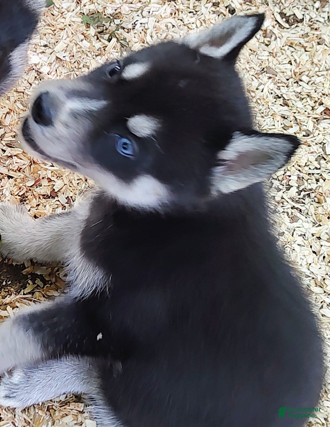Siberian Husky dogs Sonya's female 1 - Ad 41