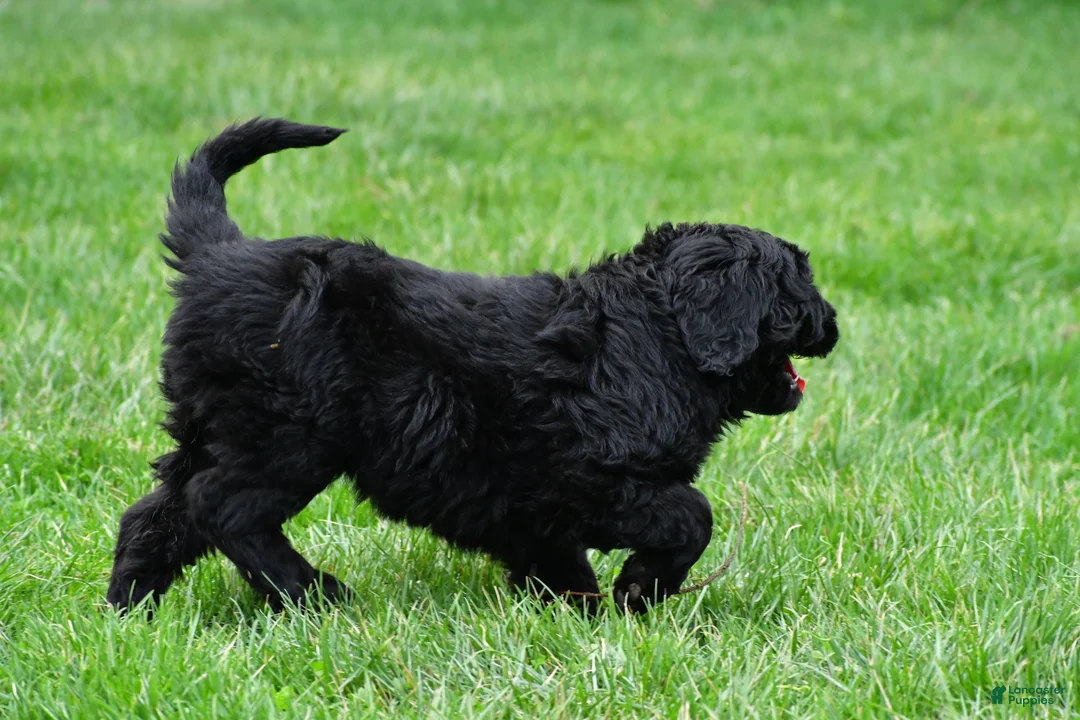 Newfypoo dogs for sale: Cassandra - Ad 10