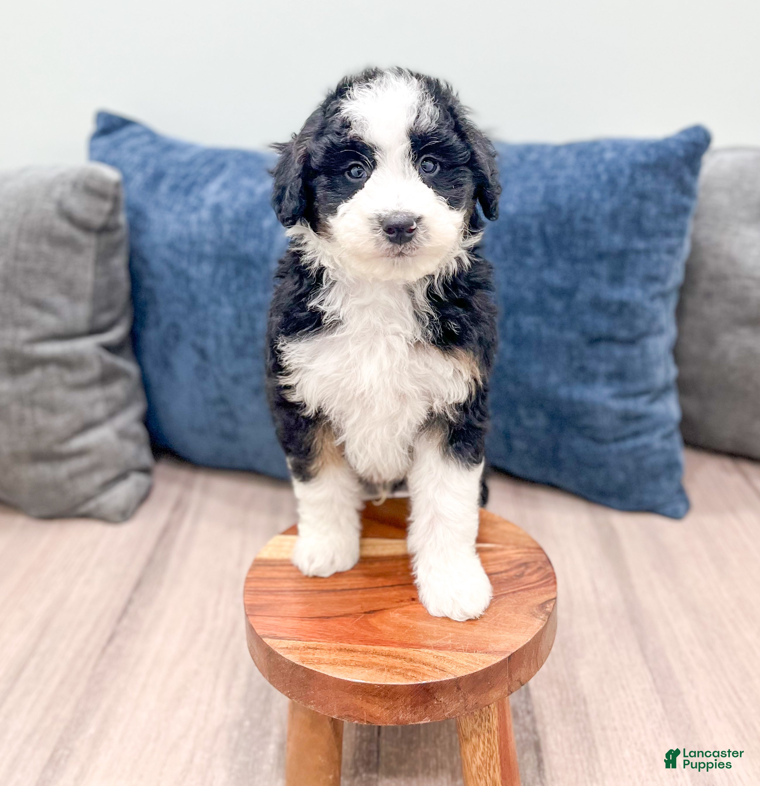Mini Sheepadoodle dogs Julian - Ad 2