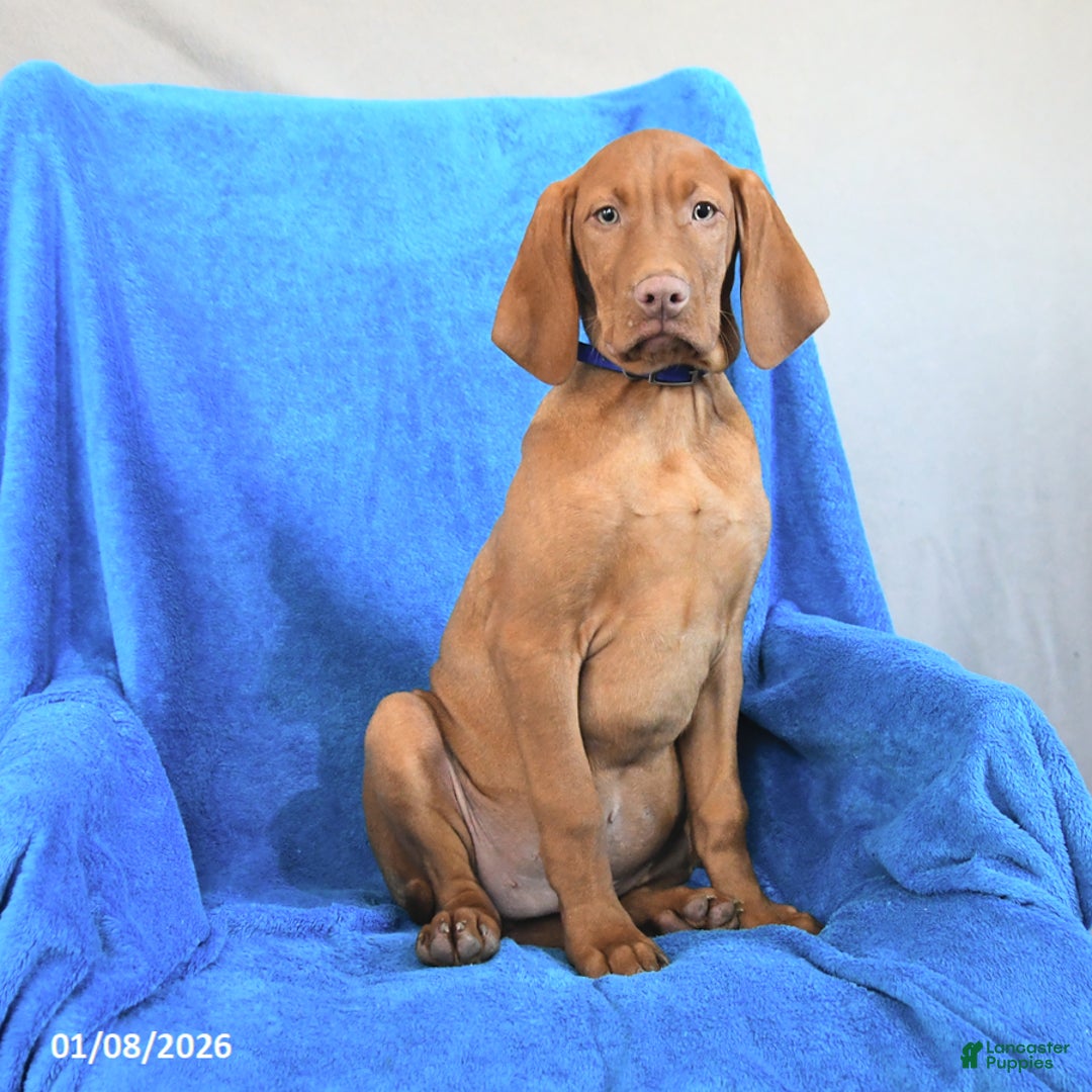 Vizsla dogs for sale: Rex - Ad 1