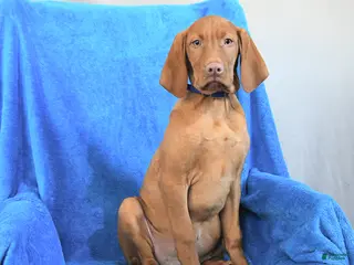 Vizsla dogs Rex - Ad 11