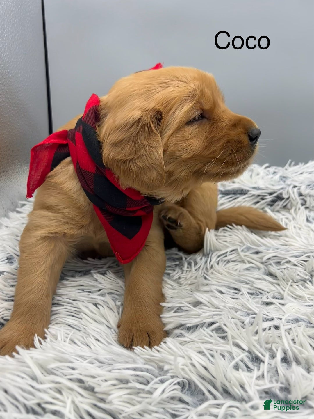 Golden Retriever dogs for sale: Golden Retriever Puppy -Coco - Ad 7
