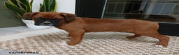 Boxer dogs for sale: Rocket - Ad 3