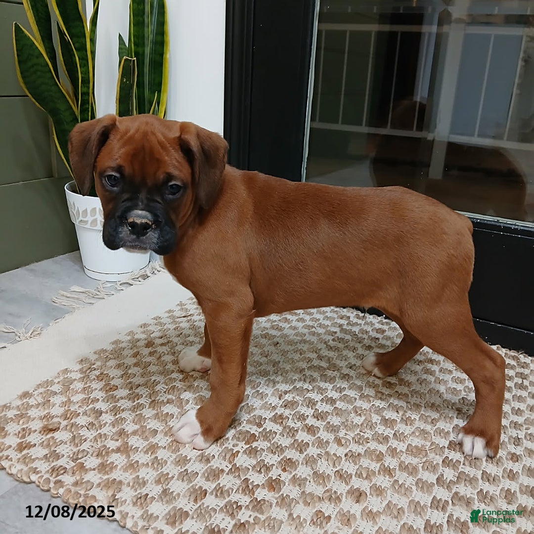 Boxer dogs for sale: Rocket - Ad 3