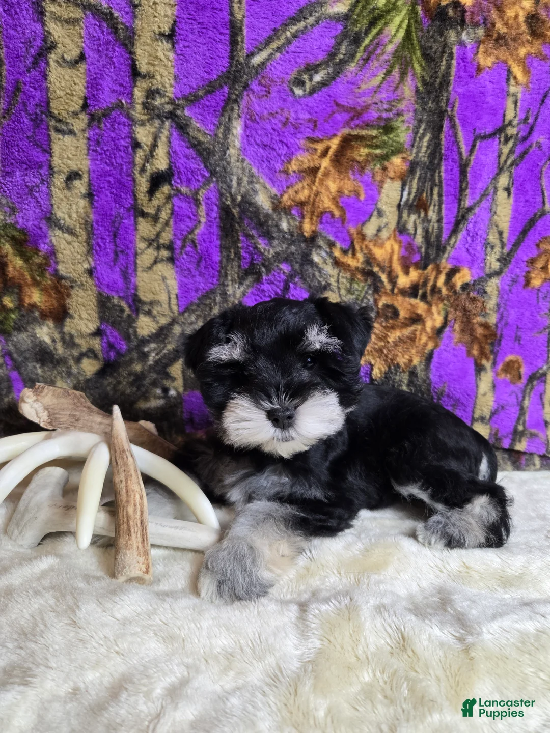 Miniature Schnauzer dogs for sale: Molly - Ad 3