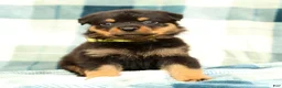 Rottweiler dogs for sale: Rascal - Ad 3