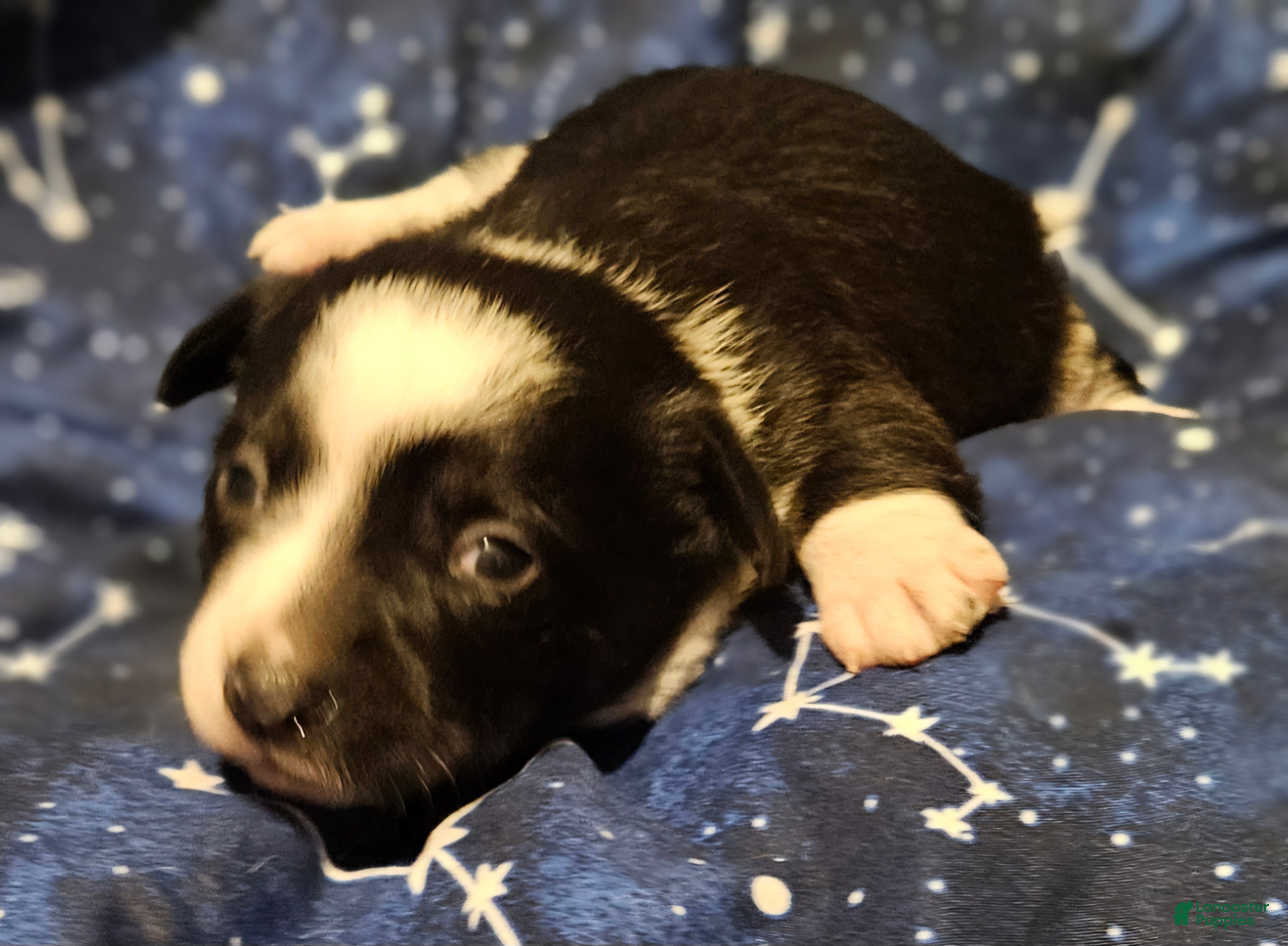 Border Collie dogs Joy (Call-Text) - Ad 37