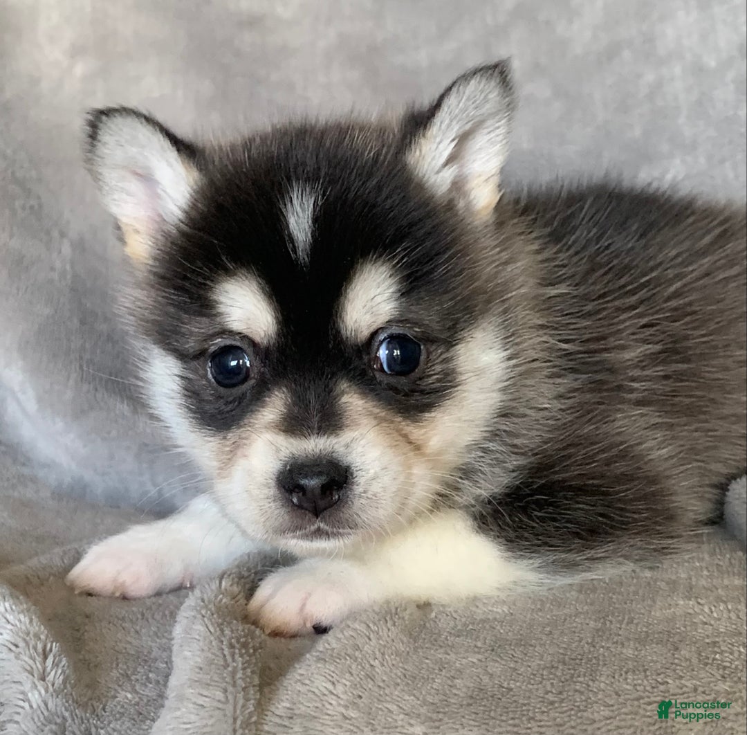 Alaskan Klee Kai dogs for sale: Tiny 2 lbs Cutie~ PEBBLE~!!! - Ad 2