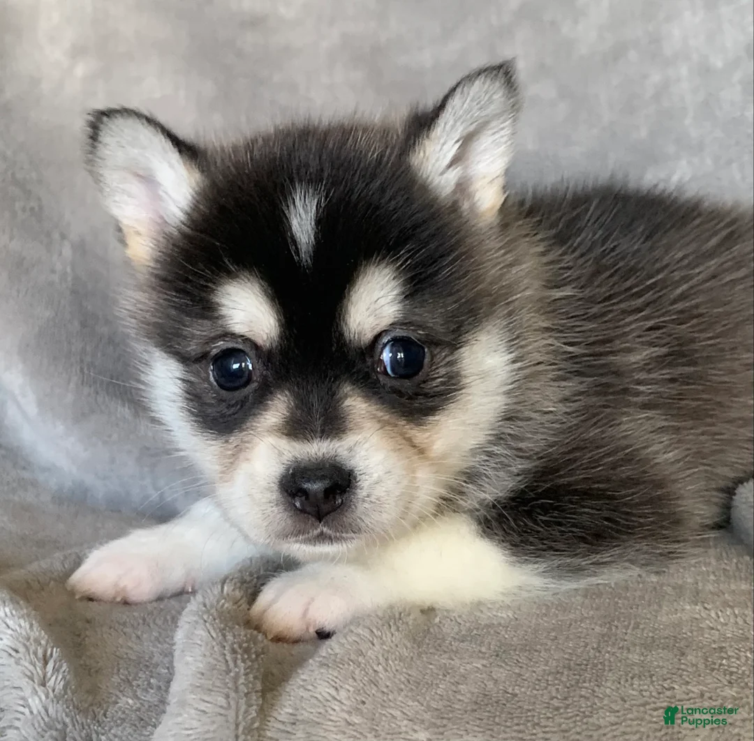 Alaskan Klee Kai dogs for sale: Tiny 2 lbs Cutie~ PEBBLE~!!! - Ad 2