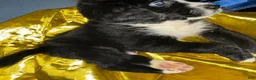 Bernedoodle dogs for sale: Santo Jr - Ad 3
