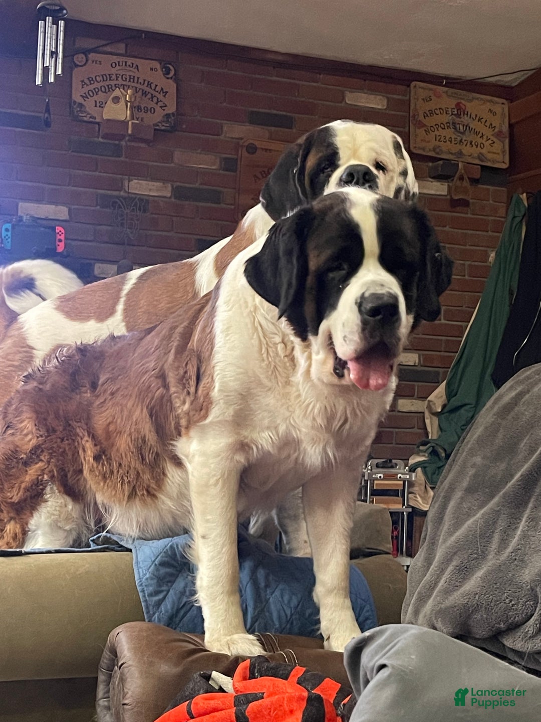 Saint Bernard dogs for sale: Saint Bernard Puppy 1 - Ad 4