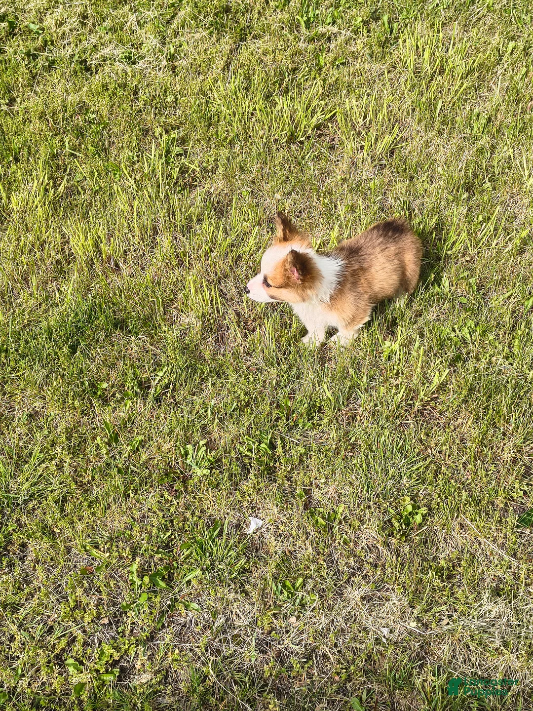 Welsh Corgi Pembroke dogs for sale: Welsh Corgi Pembroke Puppy 1 - Ad 2