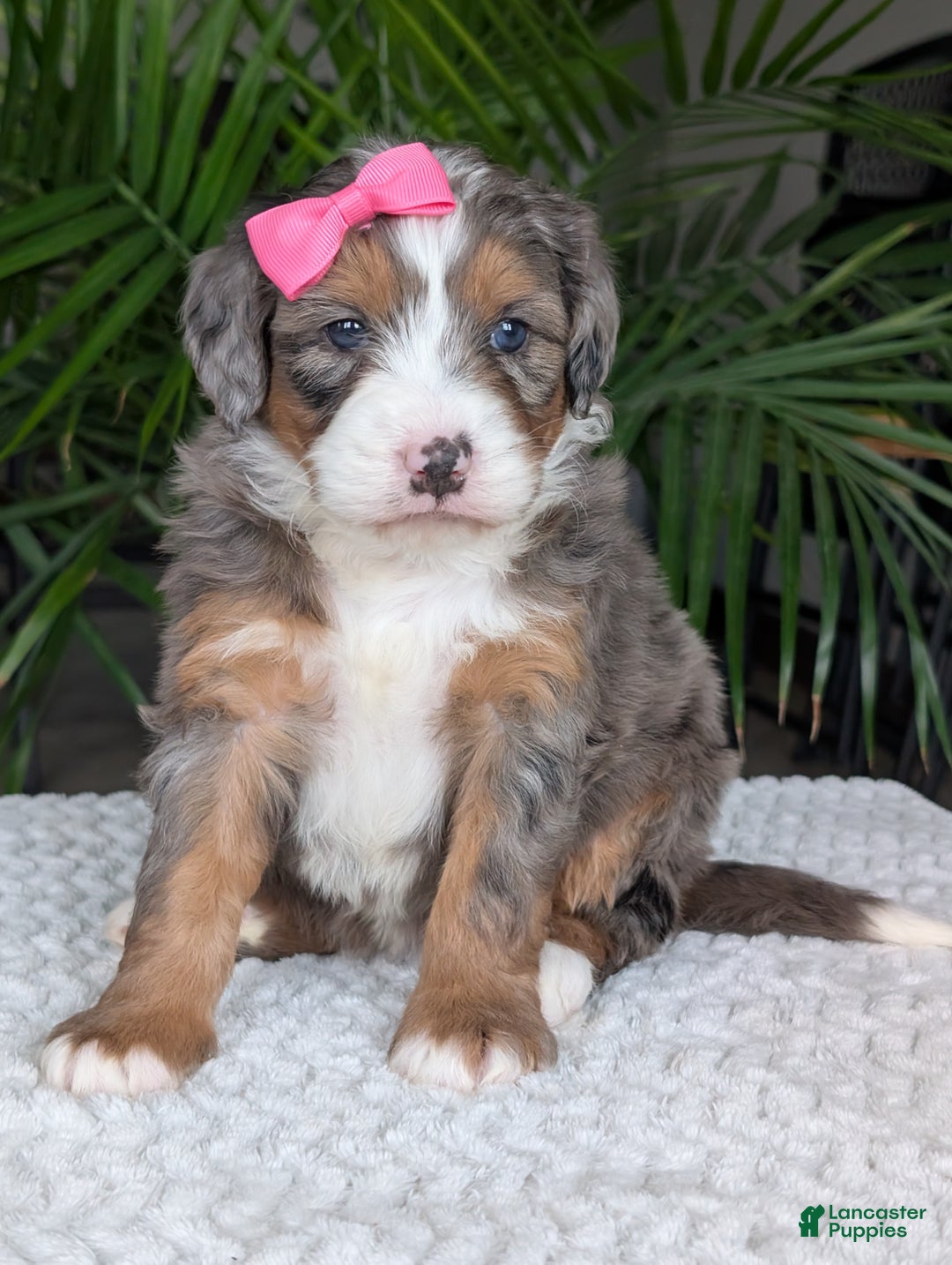 Mini Bernedoodle dogs for sale: Mini Indy  - Ad 3