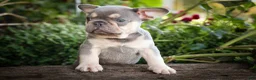 French Bulldog dogs for sale: 🐾 Meet Kingston — A Happy Little Frenchie with Plenty of Love to Give! 🐾 - Ad 9