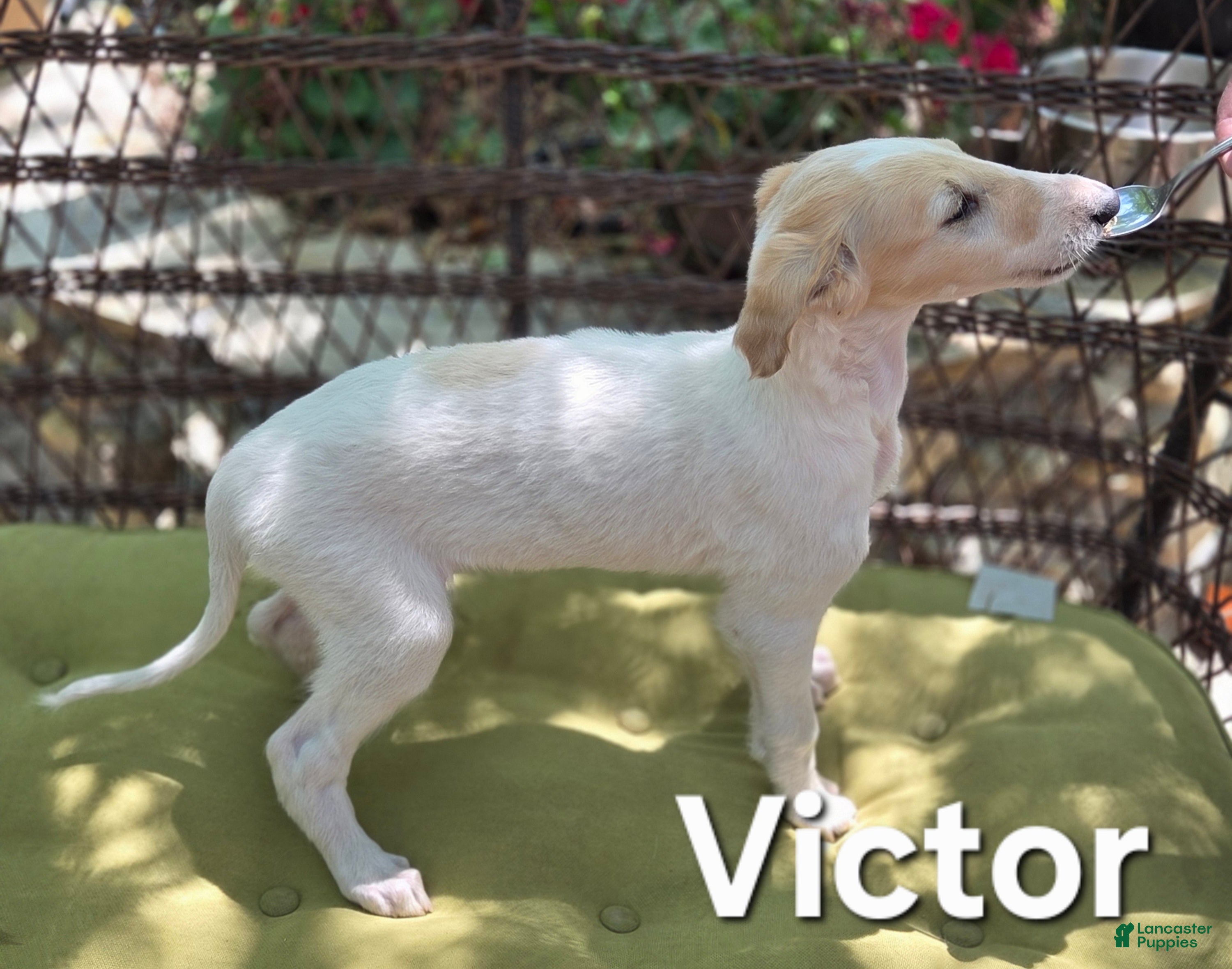 Borzoi dogs Victor - Ad 1