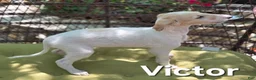 Borzoi dogs for sale: Victor-APRI-PEDIGREE - Ad 2