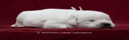 Labrador Retriever dogs for sale: Mora - Ad 3