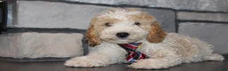 Mini Goldendoodle dogs for sale: Mini Ziggy - Ad 14