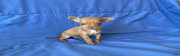 Chihuahua dogs for sale: Finn - Ad 2