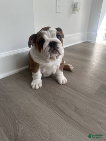 English Bulldog dogs English Bulldog 1 - Ad 1