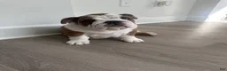 English Bulldog dogs for sale: English Bulldog 1 - Ad 1