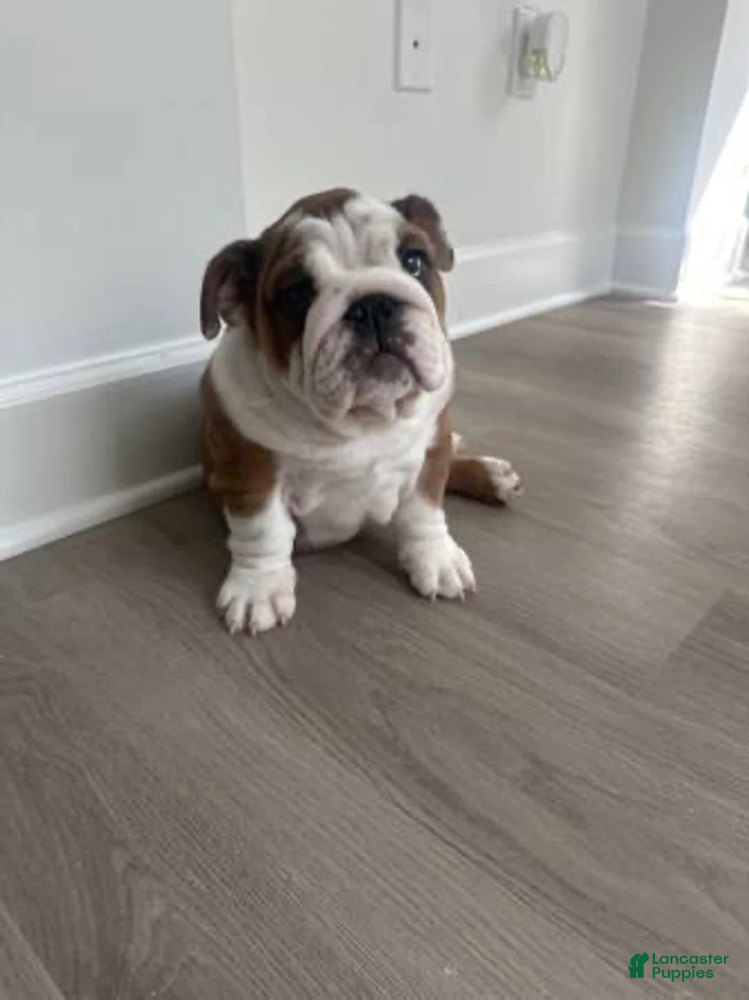 English Bulldog dogs for sale: English Bulldog 1 - Ad 1