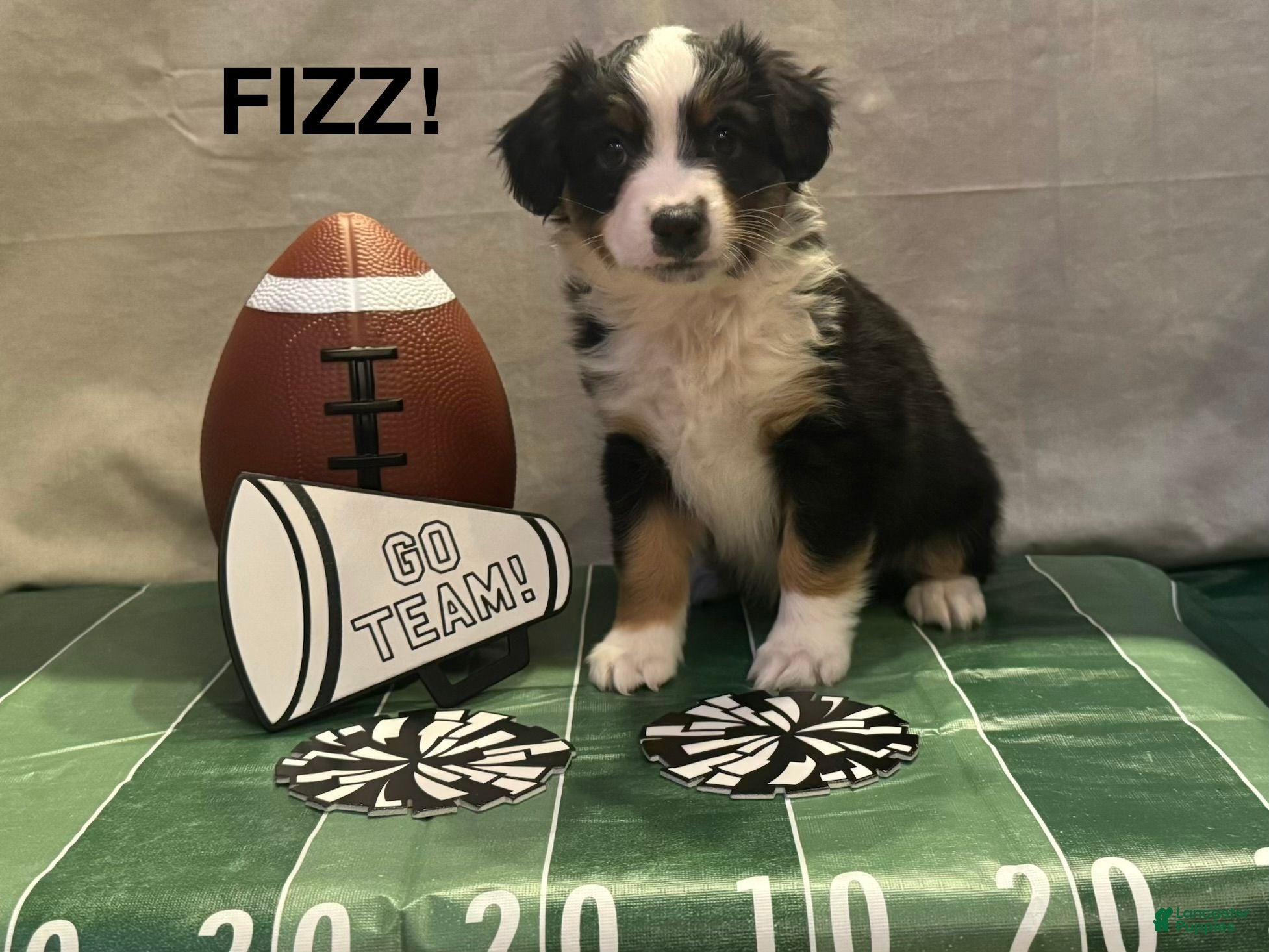 Miniature Australian Shepherd dogs Miniature Australian Shepherd 6 - Ad 1